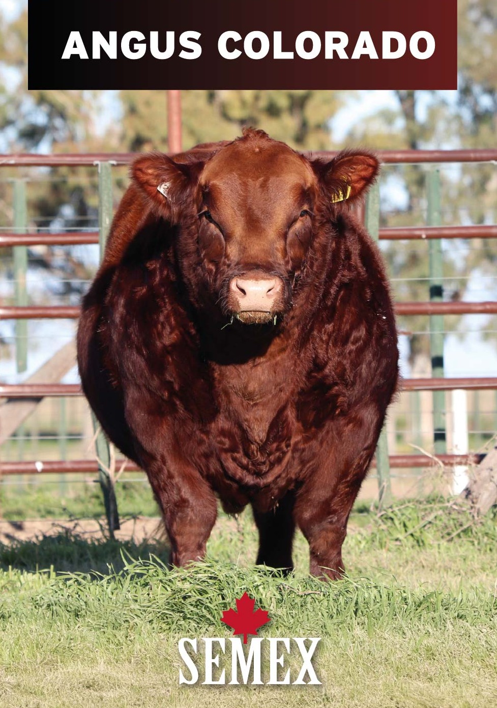 ANGUS COLORADO
