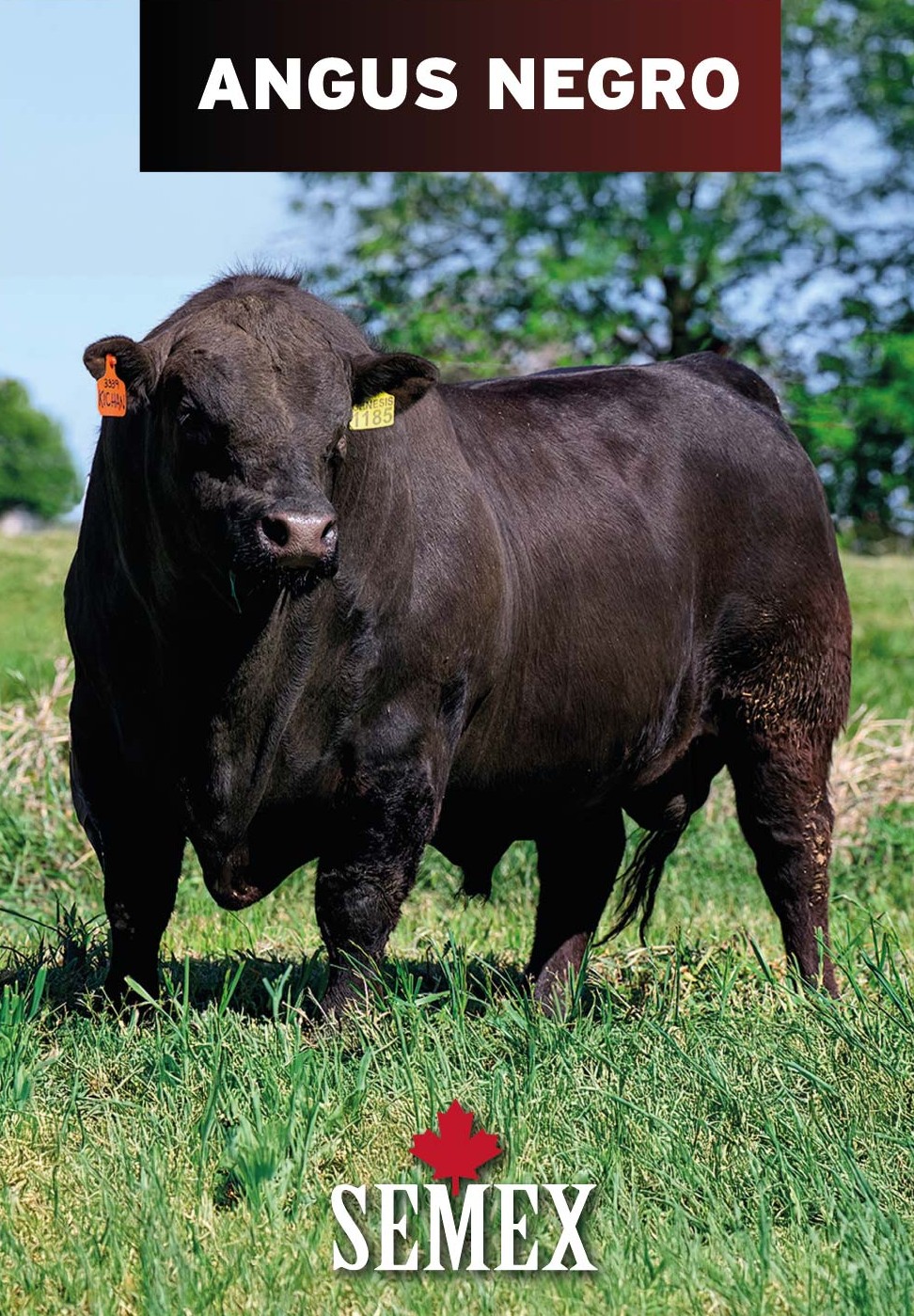 ANGUS NEGRO